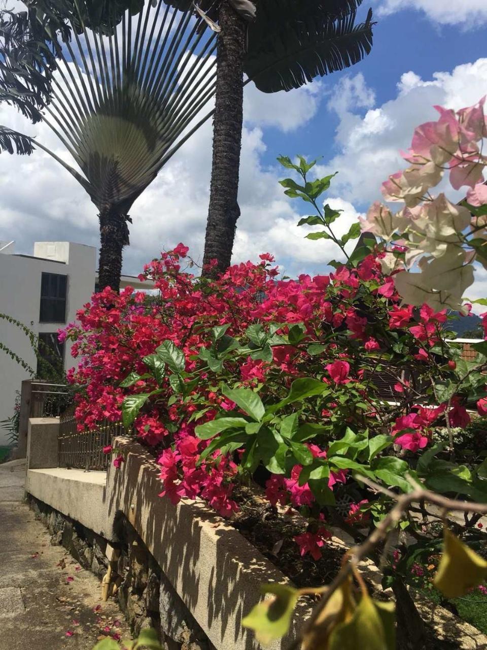 Hotel Patong Heights Extérieur photo Bougainvillea