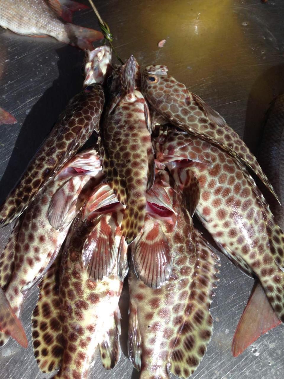 Hotel Patong Heights Extérieur photo A catch of grouper